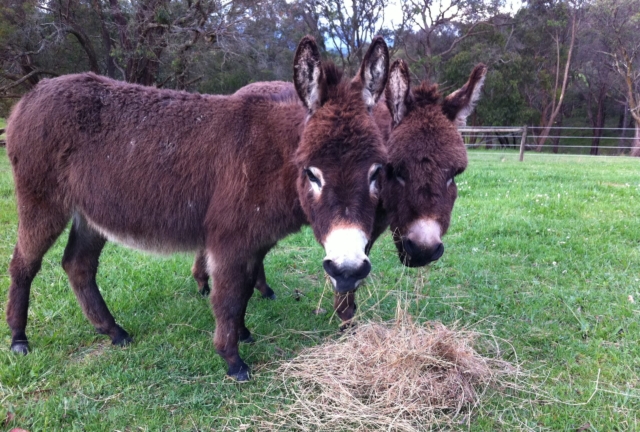 What My Miniature Donkey Taught Me About Marketing
